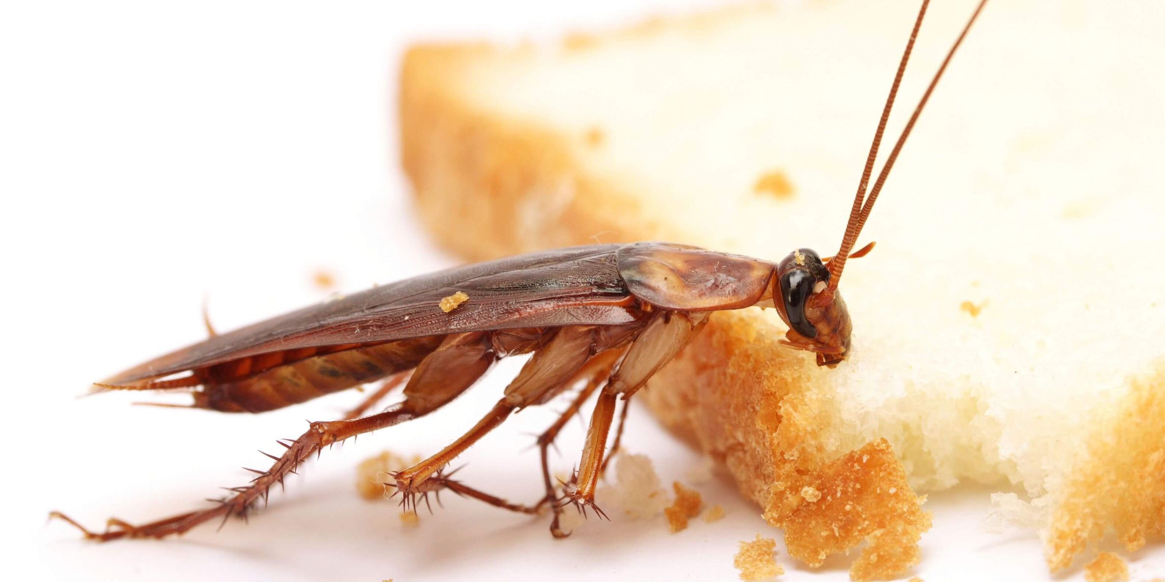 Cucaracha Bites Dato prevenci+-ªn y opciones de tratamiento simples