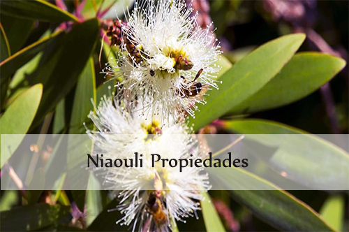 niaouli propiedades