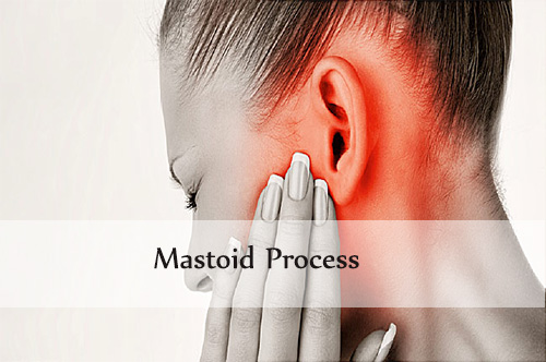 mastoid process
